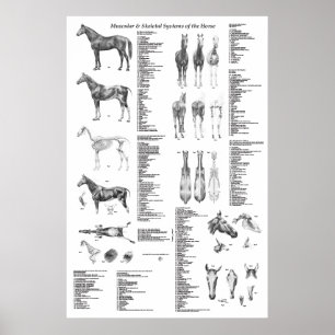 Pferdeanatomie-Plakat skelettartig und muskulös Poster