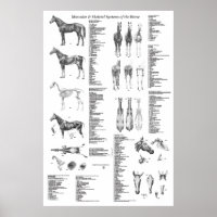 Pferdeanatomie Poster Skelettmuskulatur
