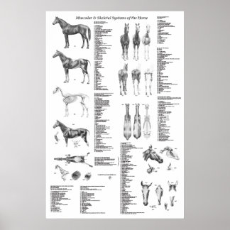 Pferdeanatomie Poster Skelettmuskulatur