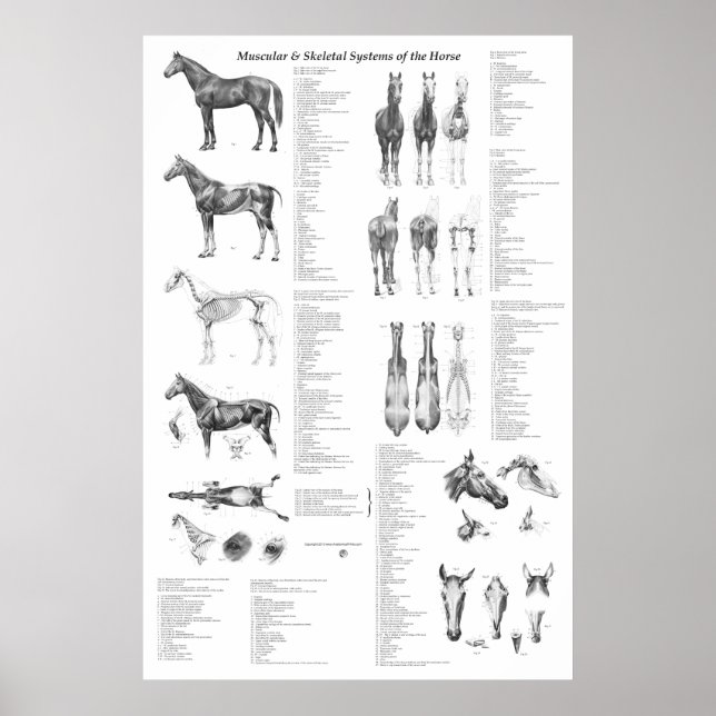 Pferdeanatomie Poster Skelettmuskulatur (Vorne)