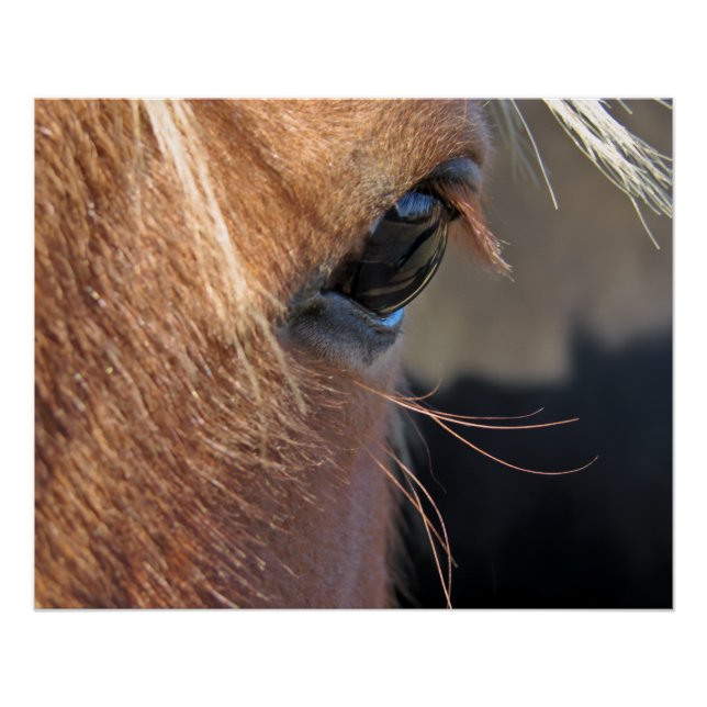Pferdeauge Poster (Vorderseite)