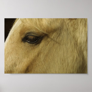 Pferdeauge Poster