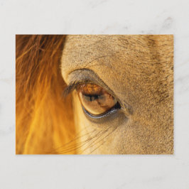 Pferdeauge Postkarte