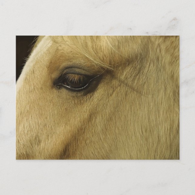 Pferdeauge Postkarte (Vorderseite)