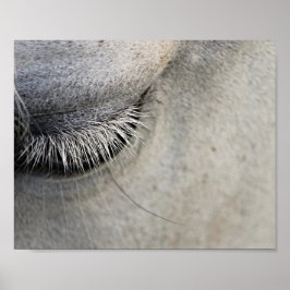 Pferdeauge, Schwarz-Weiß-Fotografie Poster