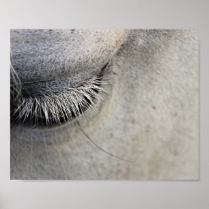 Pferdeauge, Schwarz-Weiß-Fotografie Poster