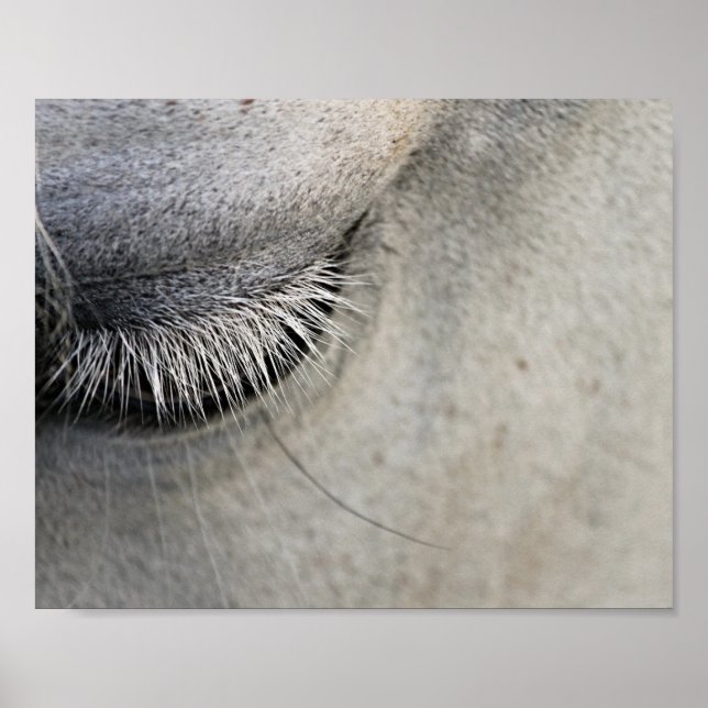 Pferdeauge, Schwarz-Weiß-Fotografie Poster (Vorne)