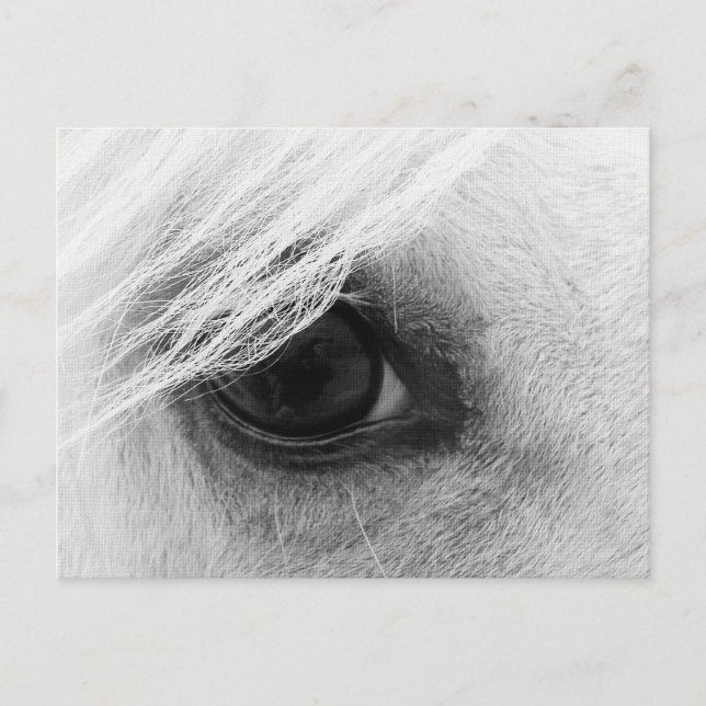 Pferdeaugen in Schwarz und Weiß Postkarte (Vorderseite)