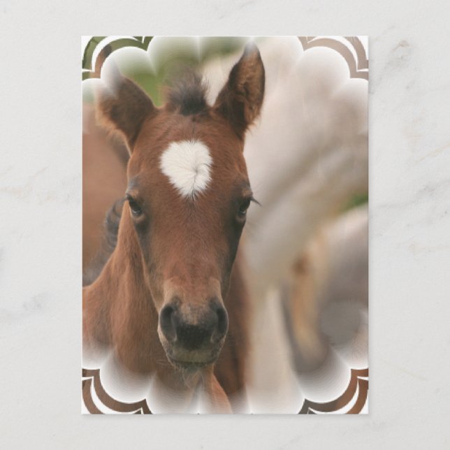 Pferdebaby Postcard Postkarte (Vorderseite)