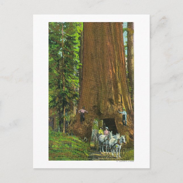 Pferdebeförderung unter einem riesigen Redwood Postkarte (Vorderseite)