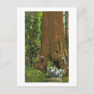 Pferdebeförderung unter einem riesigen Redwood Postkarte