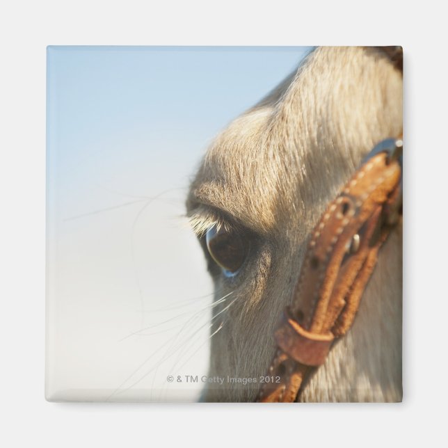 Pferdebrille Magnet (Vorne)