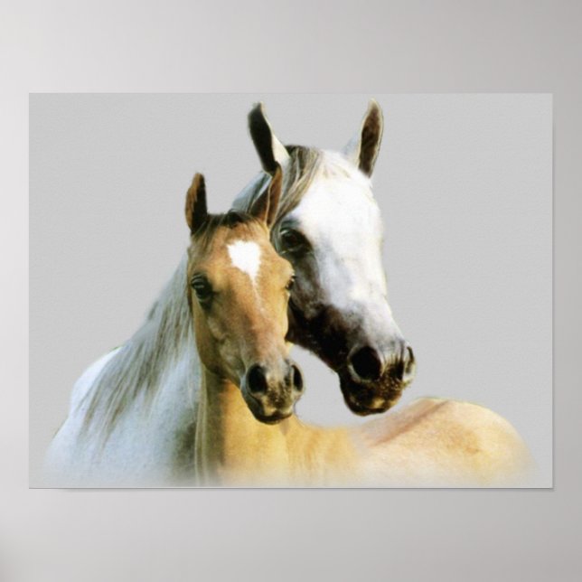 Pferdebuddies-Poster Poster (Vorne)