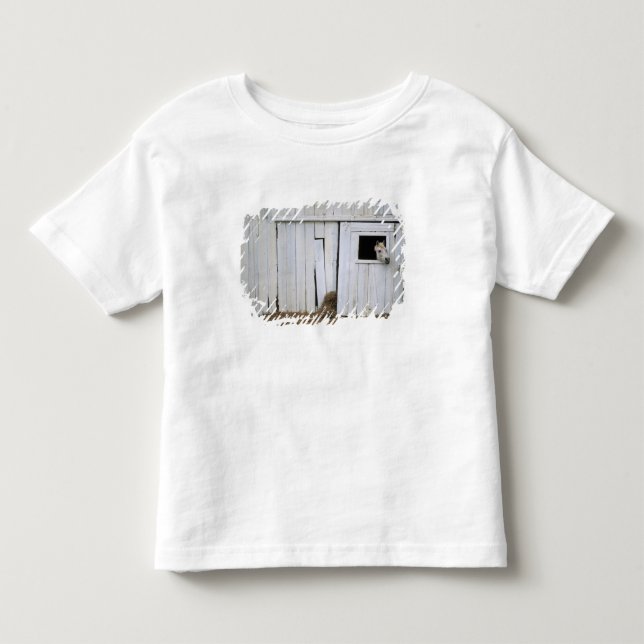 Pferdedas haften gehen heraus Scheunen-Fenster Kleinkind T-shirt (Vorderseite)
