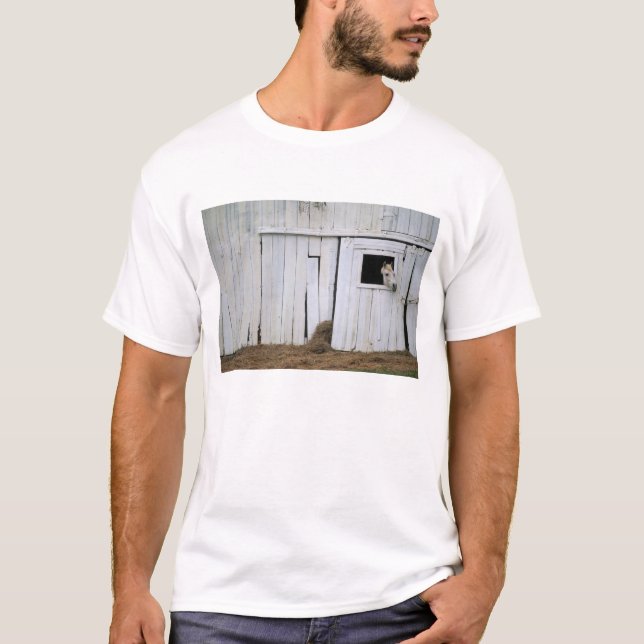 Pferdedas haften gehen heraus Scheunen-Fenster T-Shirt (Vorderseite)
