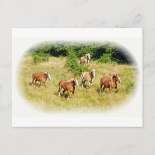 Pferdeentwurf im Feld Postkarte
