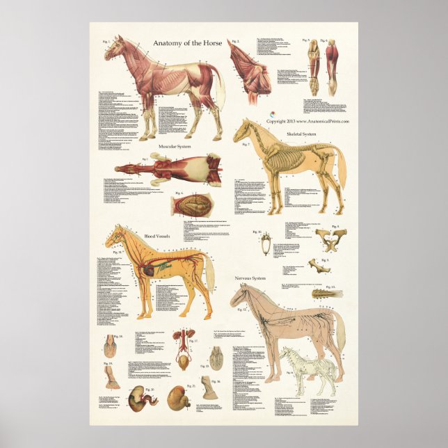 PferdeEquine Anatomie Poster Großformat (Vorne)
