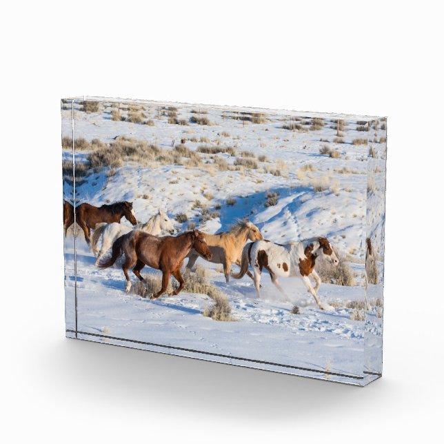 Pferdefahrt im Winter auf der Hideout Ranch Fotoblock (Rechts)