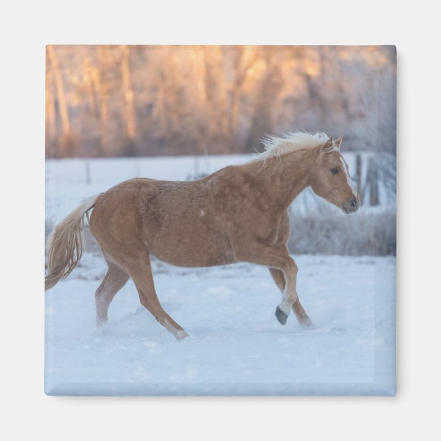 Pferdefahrt im Winter auf der Hideout Ranch Magnet (Vorne)