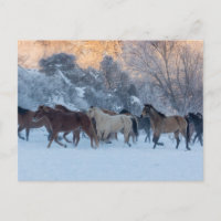 Pferdefahrt im Winter auf der Hideout Ranch