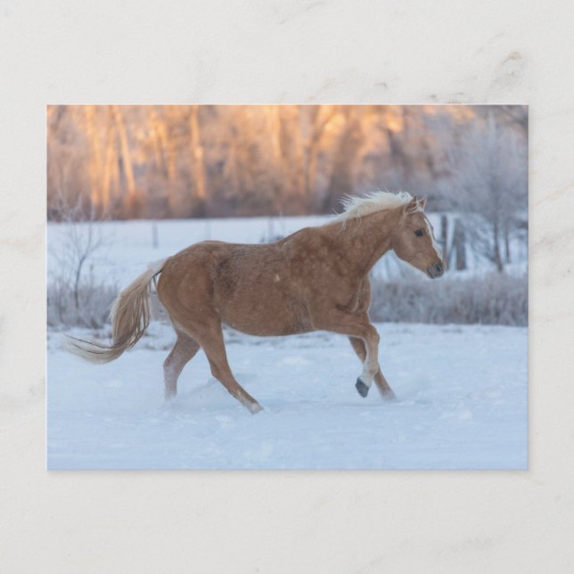 Pferdefahrt im Winter auf der Hideout Ranch Postkarte (Vorderseite)