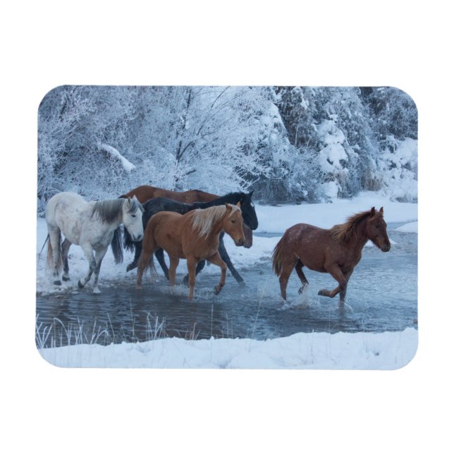 Pferdefahrt im Winter Magnet (Horizontal)