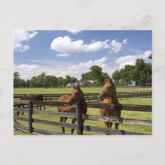 Pferdefarm in Marion Landkreis, Postkarte (Vorderseite)