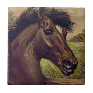 Pferdefarm Ranch Reitsport Western Pferdetier Fliese