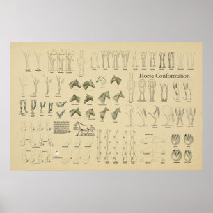 Pferdefleischkonformationstabelle Legs Gait Poster