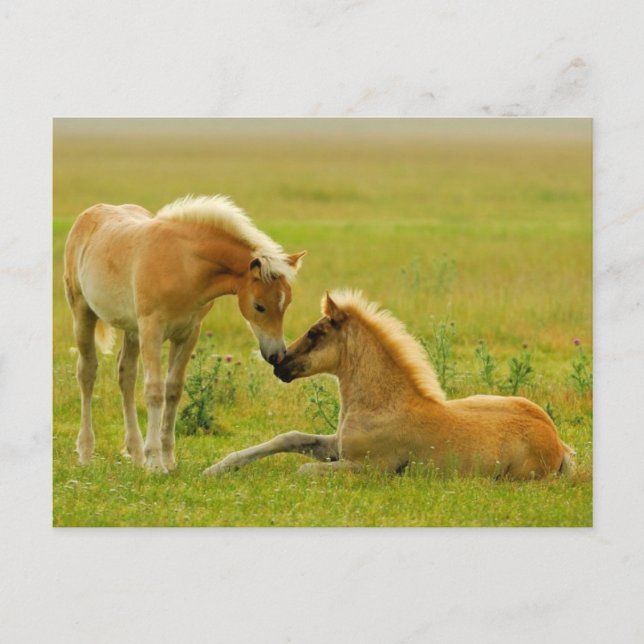 Pferdefoals Postkarte (Vorderseite)