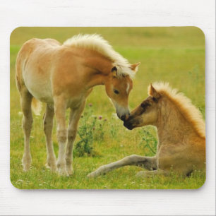 Pferdefohlen Mousepad