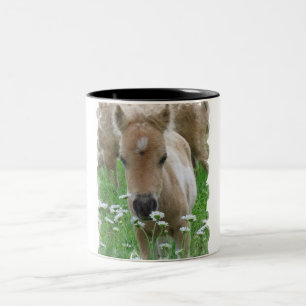 Pferdefohlen-riechende Blumen auf einer Tasse