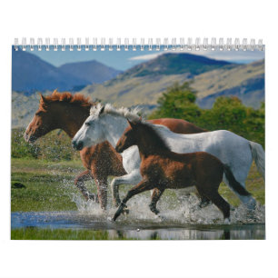 Pferdefreunde-Kalender Kalender