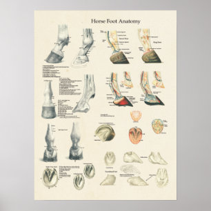 Pferdefuß-Huf-Bein-Anatomie-Hufschmied-Diagramm Poster