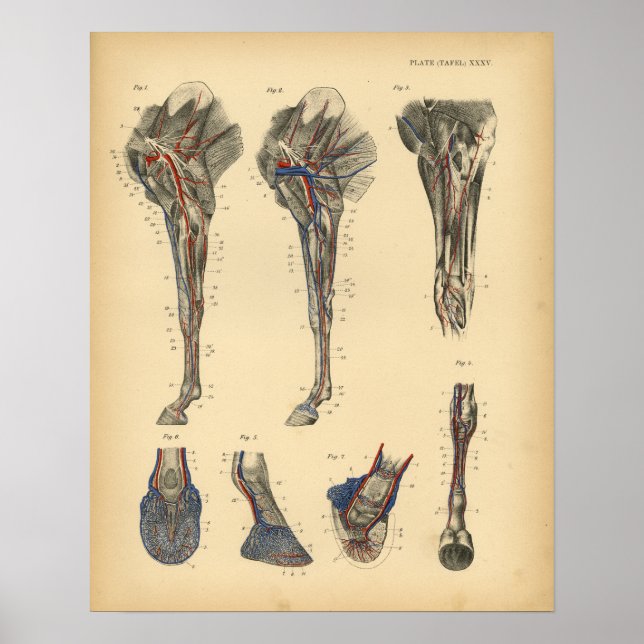 Pferdefußanatomie 1908 Vintag drucken Poster (Vorne)