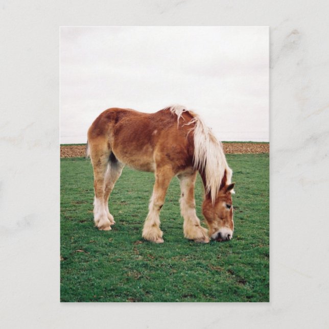 Pferdefüsse in Feld Postkarte (Vorderseite)
