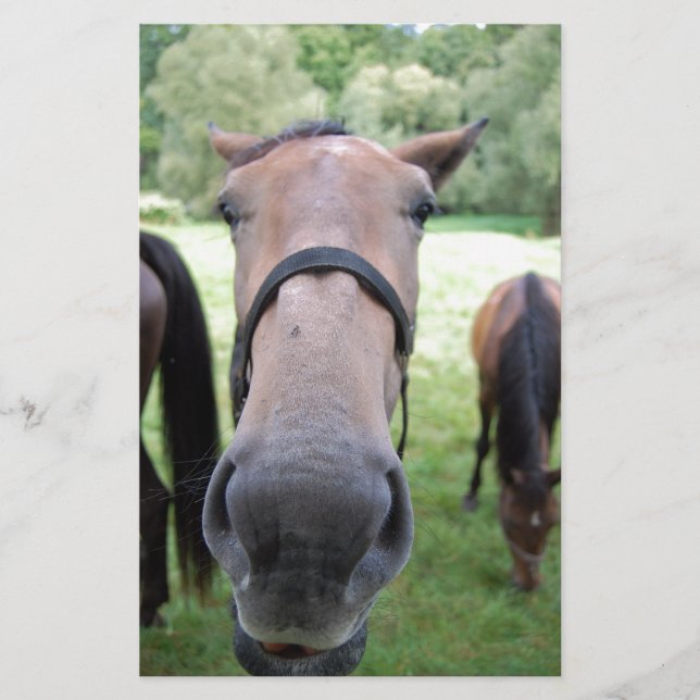 Pferdegesicht Briefpapier (Vorderseite)