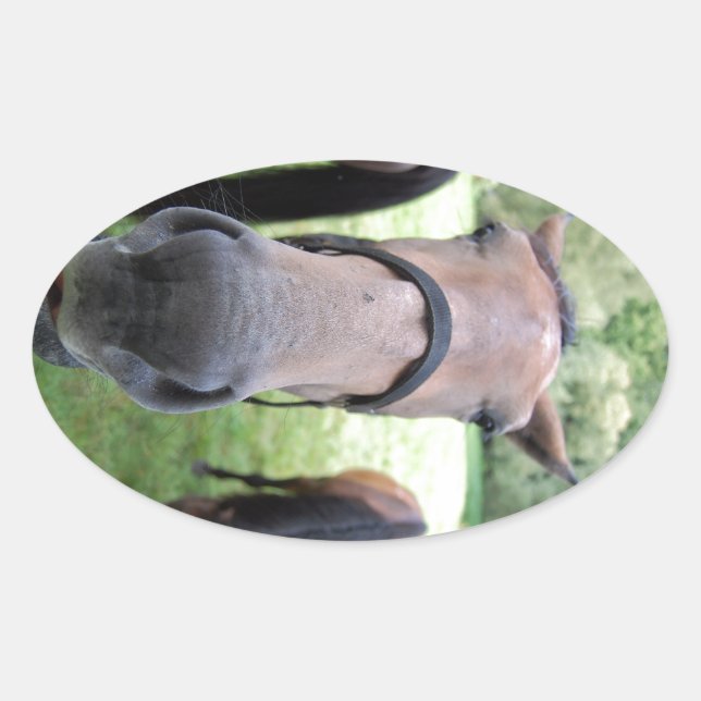 Pferdegesicht Ovaler Aufkleber (Vorderseite)