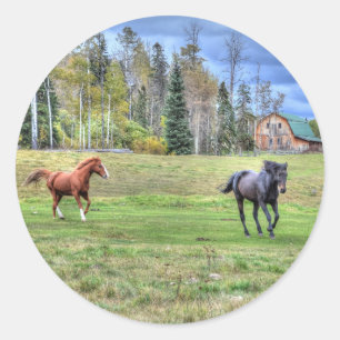Pferdehahn-Foto auf einer BC Ranch Runder Aufkleber