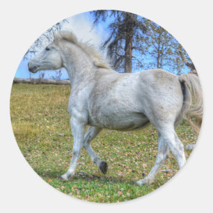 Pferdehahn-Foto auf einer BC Ranch Runder Aufkleber