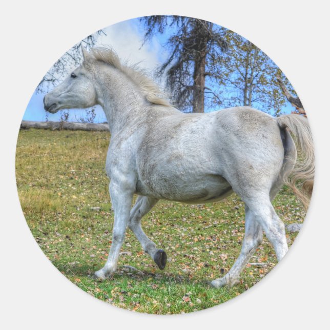 Pferdehahn-Foto auf einer BC Ranch Runder Aufkleber (Vorderseite)