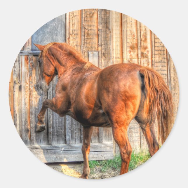 Pferdehahn-Foto auf einer BC Ranch Runder Aufkleber (Vorderseite)