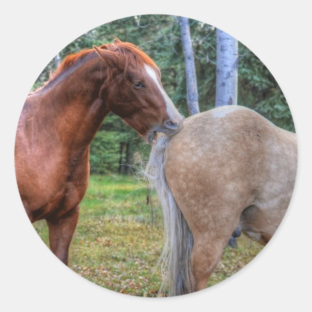 Pferdehahn-Foto auf einer BC Ranch Runder Aufkleber (Vorderseite)
