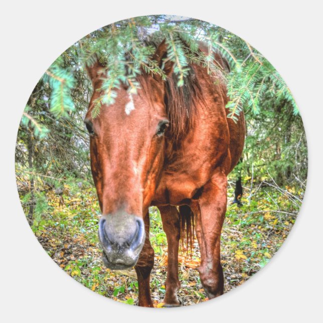 Pferdehahn-Foto auf einer BC Ranch Runder Aufkleber (Vorderseite)