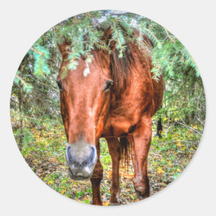 Pferdehahn-Foto auf einer BC Ranch Runder Aufkleber