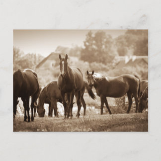 Pferdeherd - Sepia Toned Foto Postkarte