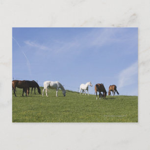 Pferdeherde auf der Wiese Postkarte