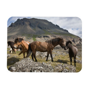 Pferdeherde bei Höfn, Island Magnet