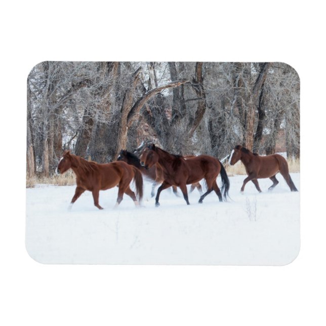 Pferdeherde, die in Winterschnee laufen Magnet (Horizontal)