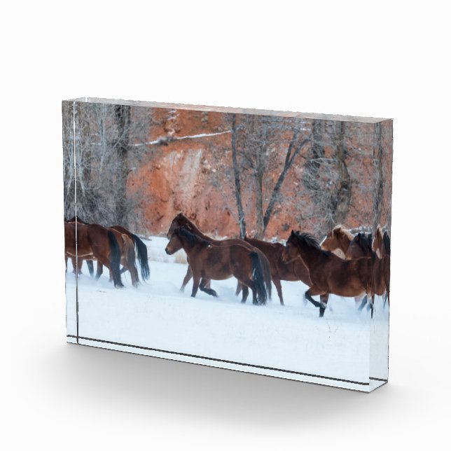 Pferdeherde im Schnee Fotoblock (Rechts)